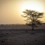 100 km du désert du Thar (Rajasthan – Inde)