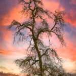 Paysage hivernal dans les Vosges