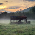 Brume matinale dans les Vosges, où les vestiges d’un ancien abri agricole se détachent au cœur d’une prairie. La lumière dorée du lever du jour enveloppe doucement le paysage, entre végétation, brume et ciel flamboyant.