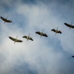 Balada Euskal Herrian