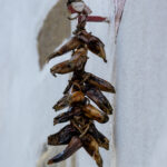 Balada Euskal Herrian